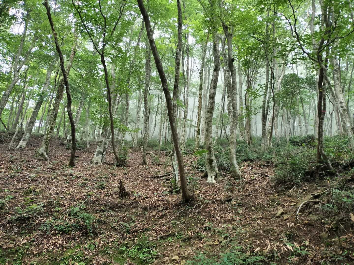 雲が深くなってきます☁いつ本降りになるか😅