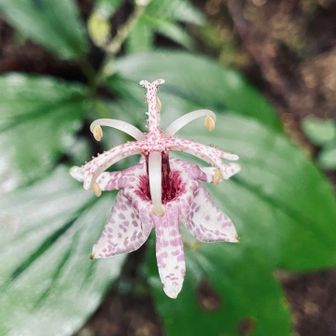 ホトトギスそこここに。花弁が下に垂れているヤマホトトギス！
