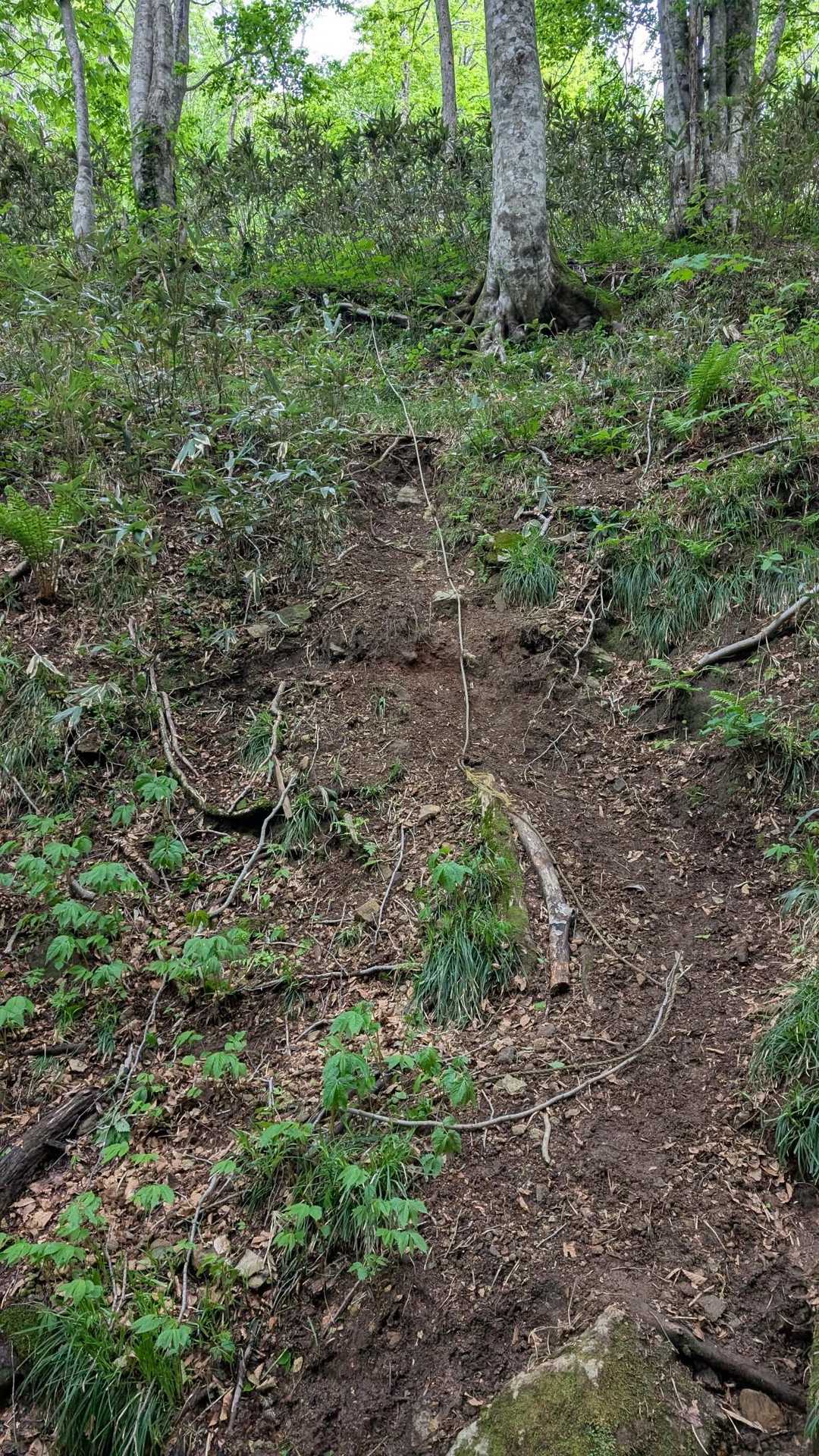 ロープありなのは助かる😐
このあと…
写真撮ってる余裕ないほどの長い笹薮に悪戦苦闘(⁠ノ⁠ಠ⁠益⁠ಠ⁠)⁠ノ
背の高さあるは道は分かりヅライはヨゴレとスリキズとカユミとアセとビビるココロ😰