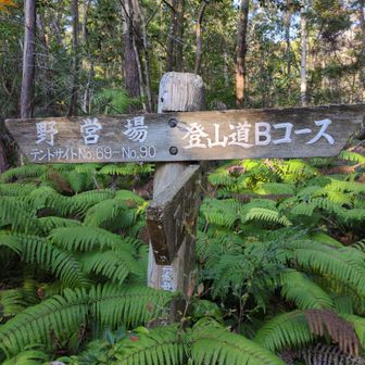 やっぱりシダが多いいんだ、何かシダによく会う気がする😁