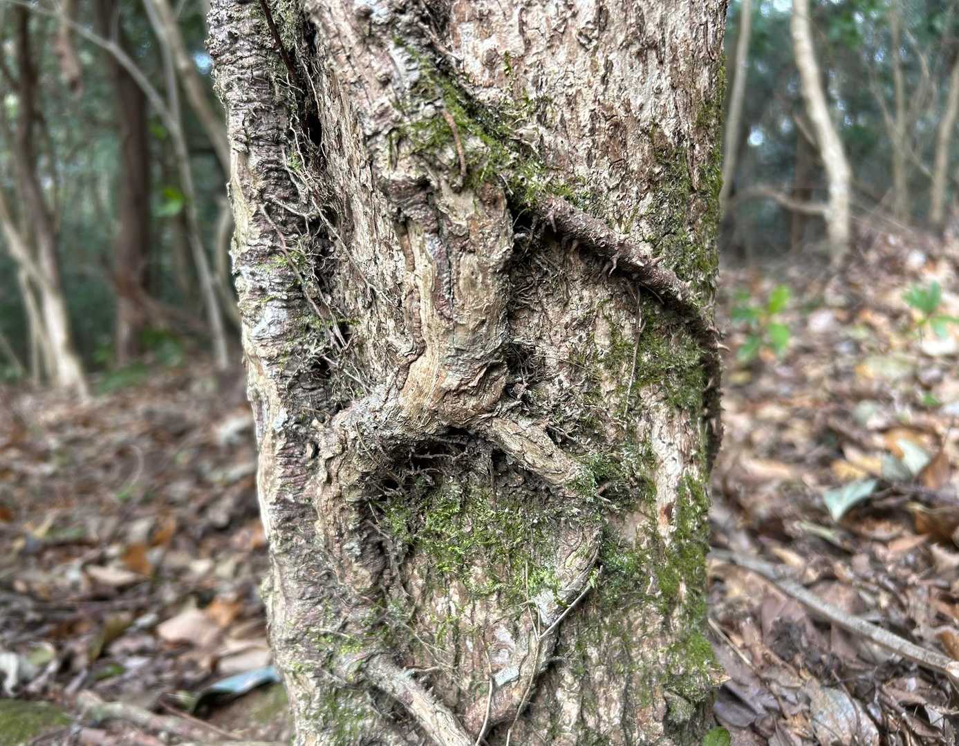 ちっちゃいヒト
張り付いちょる(｡≖‿≖ฺ)