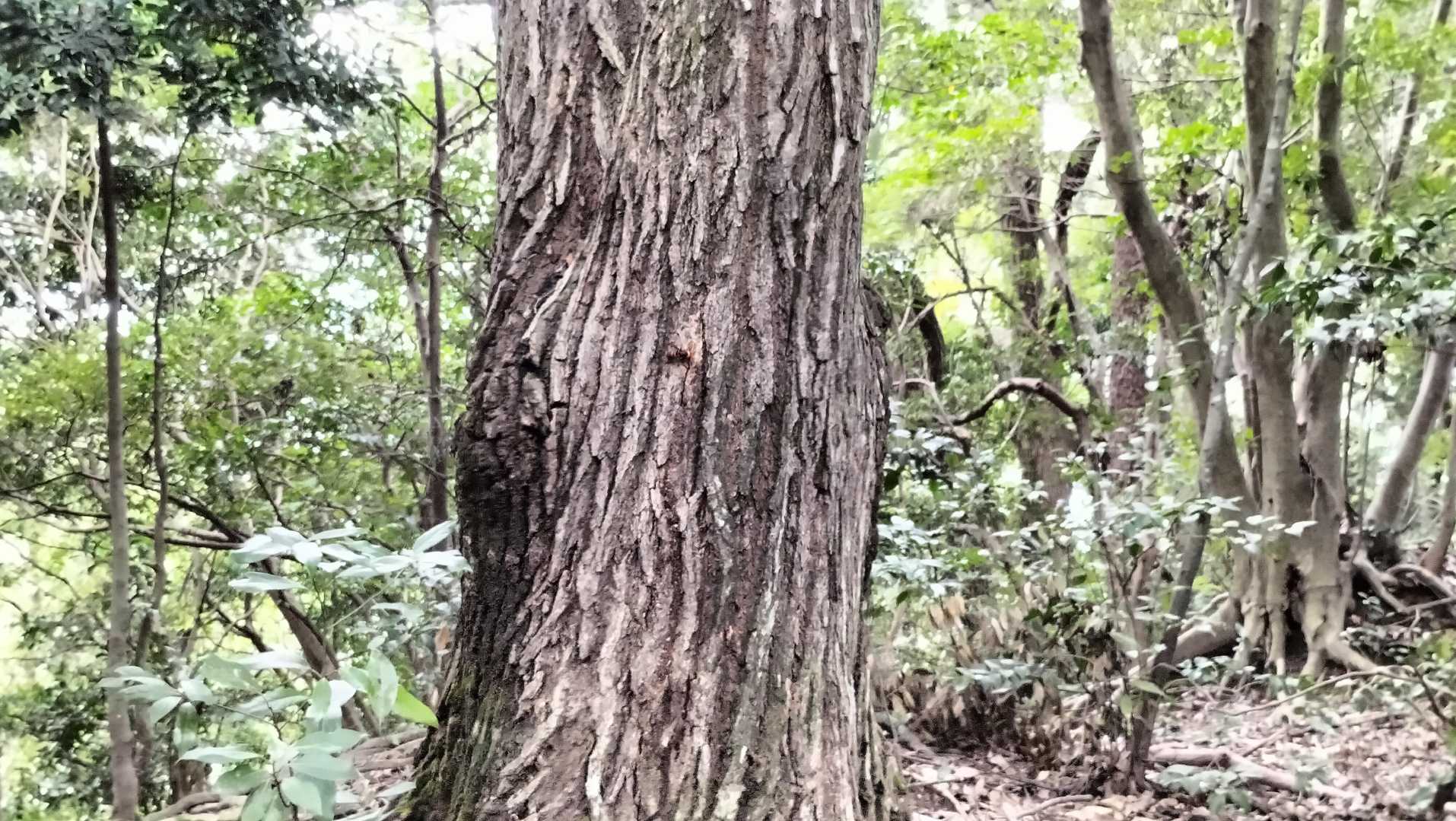 スズメバチを見つけたので撮影（中央にいます）。2年ぐらい前もここにスズメバチが軍事基地作ってたんですよね～😥😥