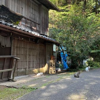 ５匹ぐらいいたかな