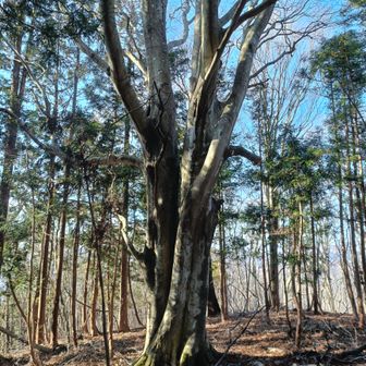 山頂です。今年の安全登山を祈願後に大木にも新年の挨拶