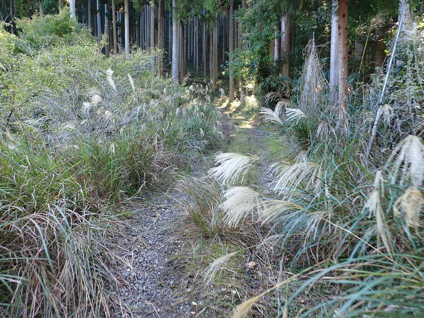 登山道に入る。