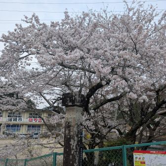 学校の桜は満開。これ見れただけでヨシ！