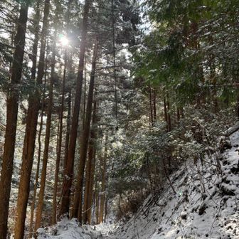 たまに日がさしてキラキラ✨