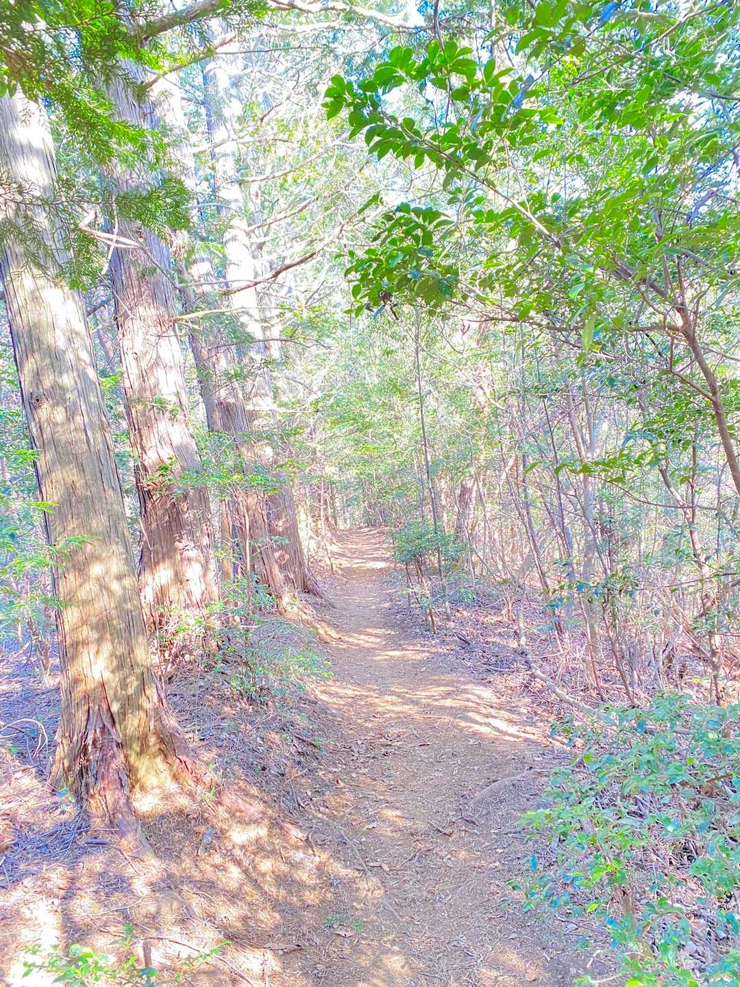 歩きやすい下り道🚶‍♂️