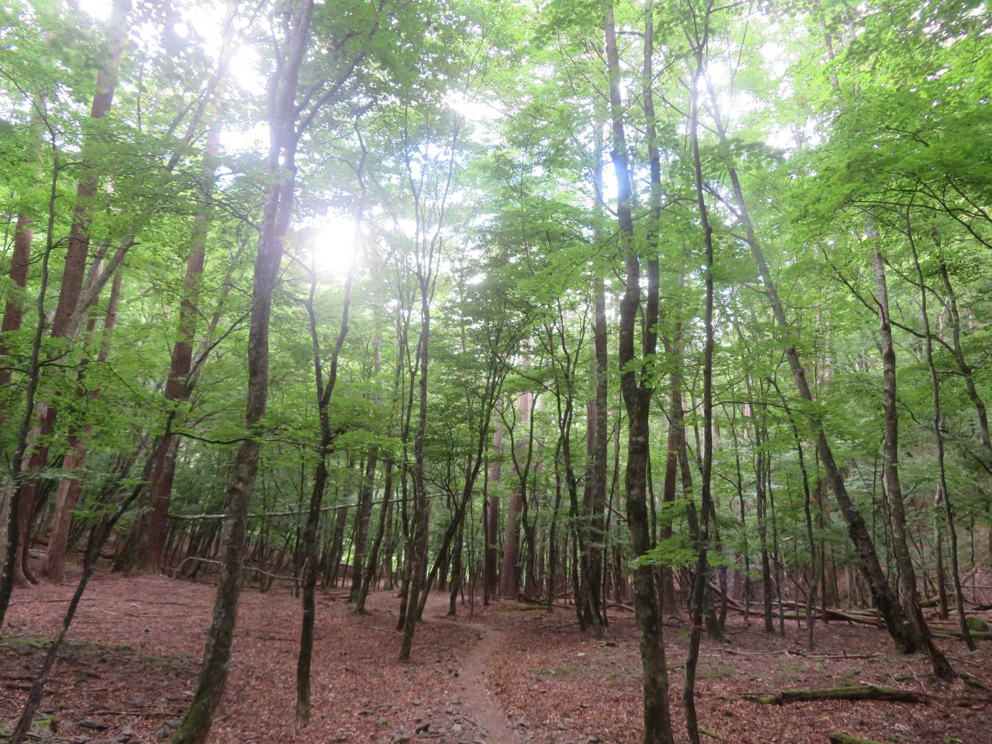 気持ちのいい樹林帯🌿🌿