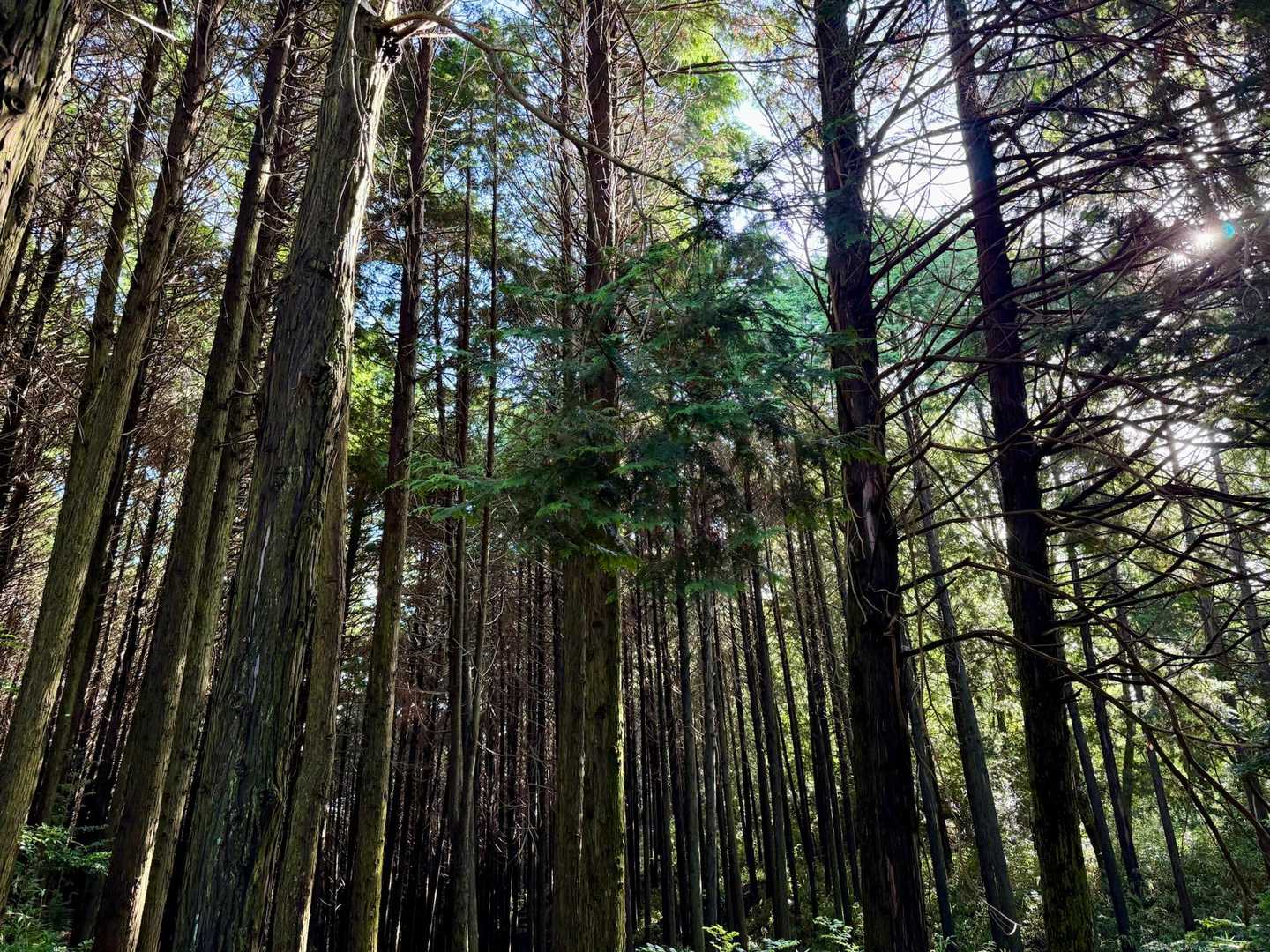 国見山 往復コースの写真
