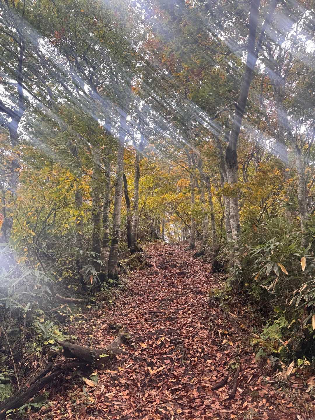 チロル前登山口-斑尾山 往復コースの写真