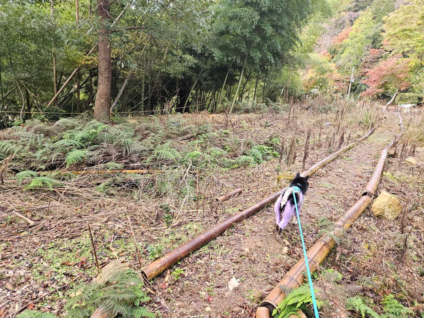 もう少しで高代寺