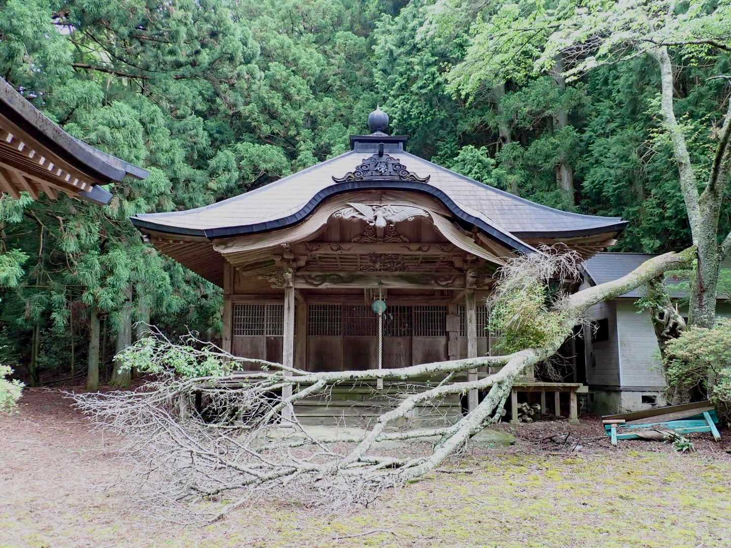 福見寺に到着！
大きな倒木。修復されずに放置されるのかなあ