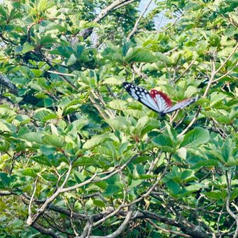 アサギマダラ⁉️ 蝶の種類知ってる人教えて下さい🙇