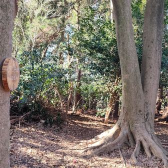 二子山ふたつめのピーク