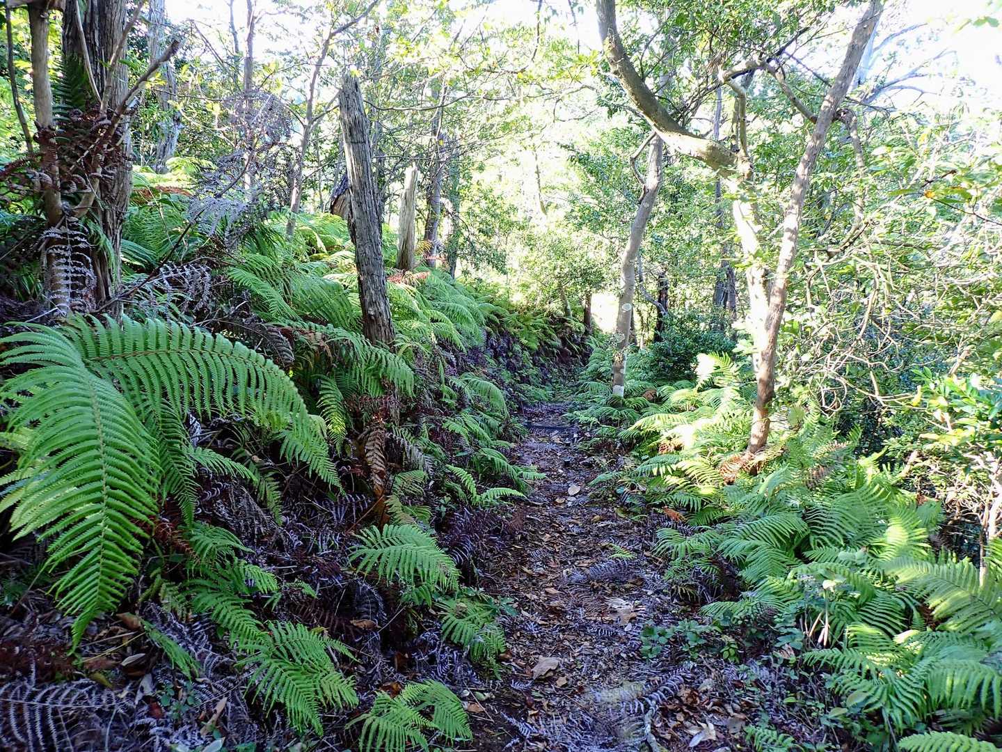 シダだらけの登山道