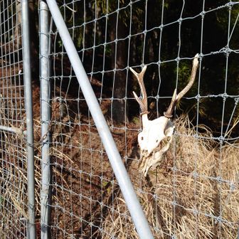 鹿の屍があったので、登山口のオブジェにしてみました。
お疲れ山でした～♪