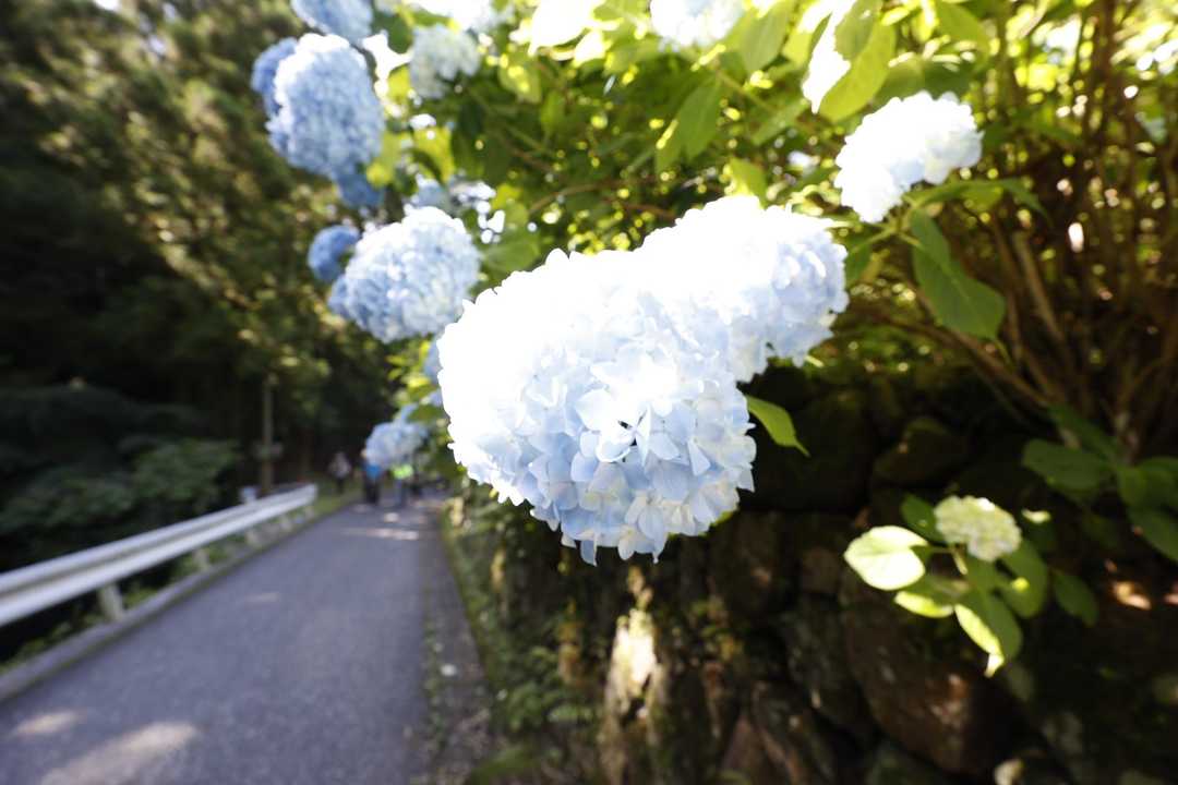 伊豆ヶ岳・高畑山・子ノ山（飯能アルプス3座）縦走 の写真 5