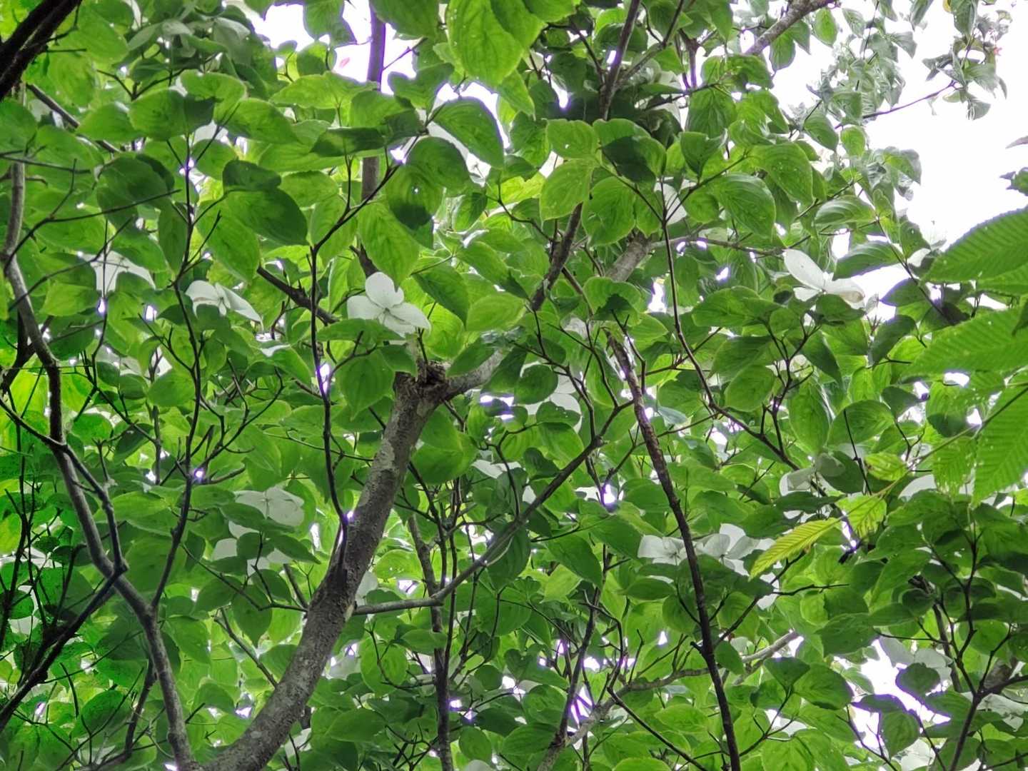 落花に気づき見上げたら  ヤマボウシ