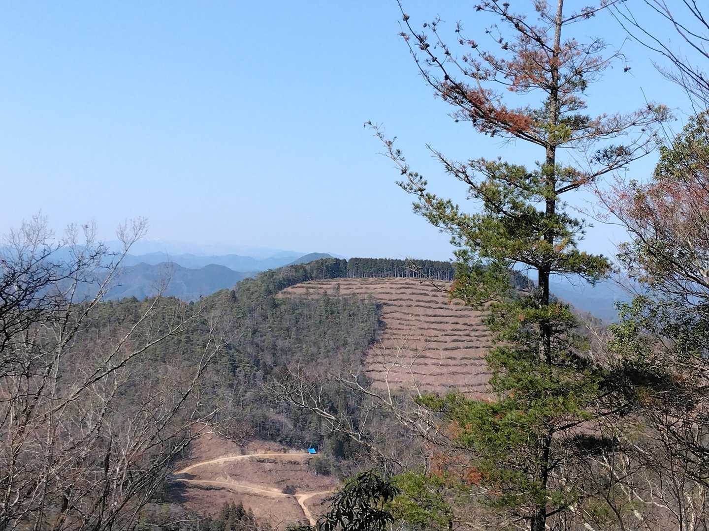 最近伐採されたようです
