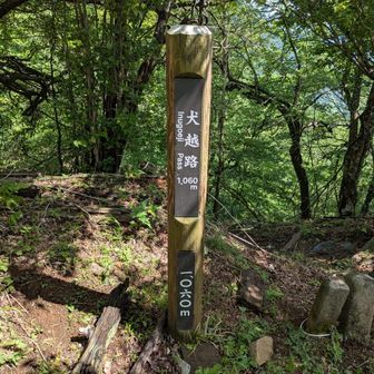 犬越路に到着
ココからエスケープもあるけど、大室山までは頑張る💪
この後、地獄が始まるとは…