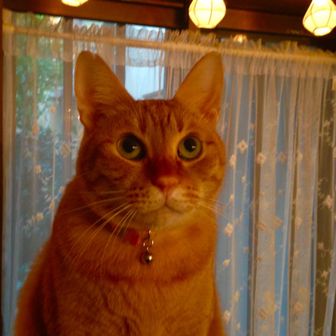 こんちゃん❄️