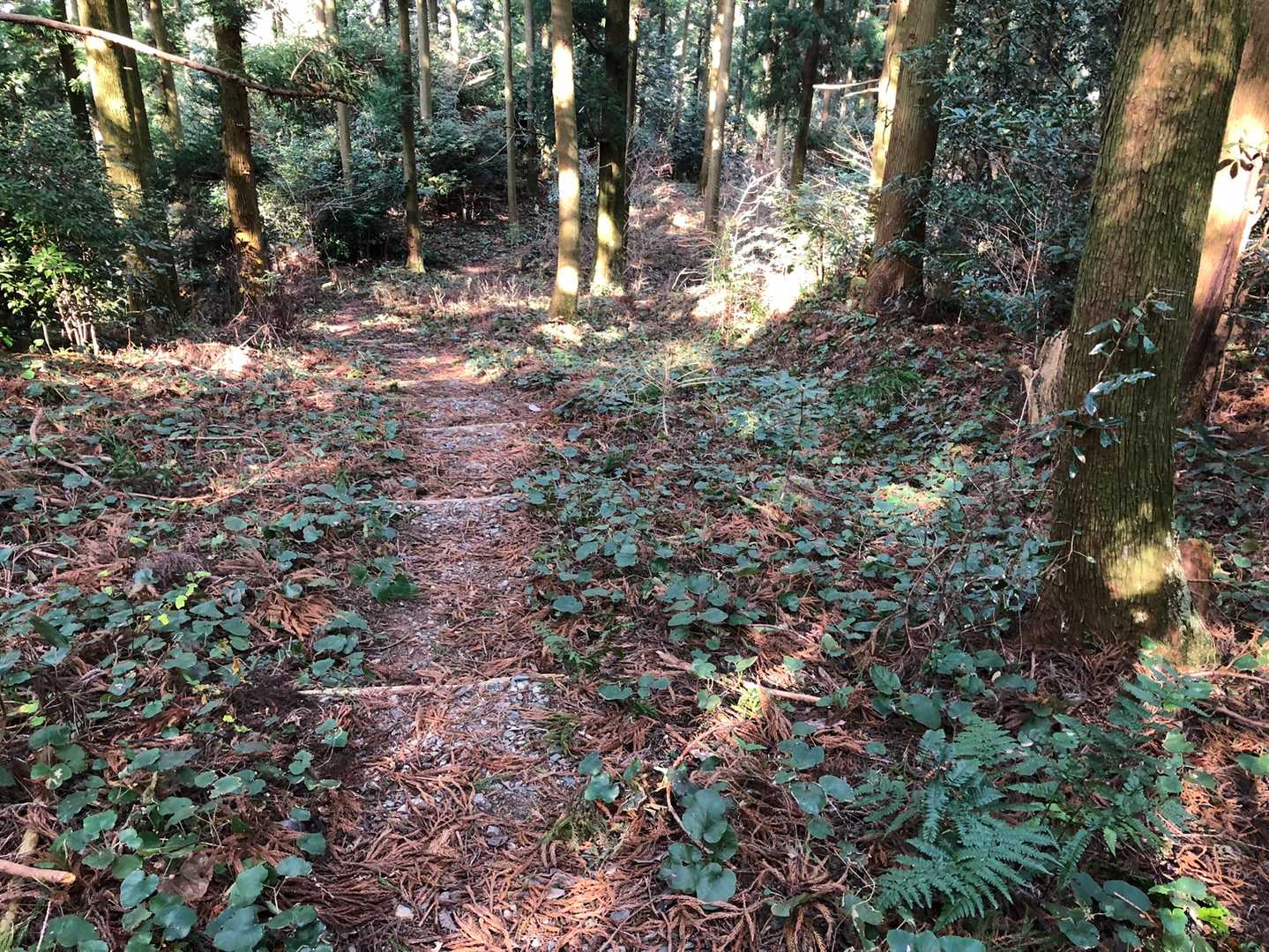 フユイチゴの群落なのに実が少ない