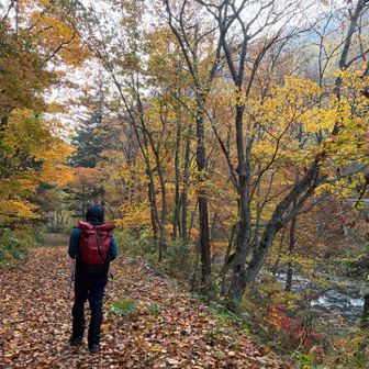 歩き始めから落ち葉の絨毯と河畔の紅葉。
