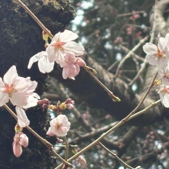 綺麗に咲いてた🌸