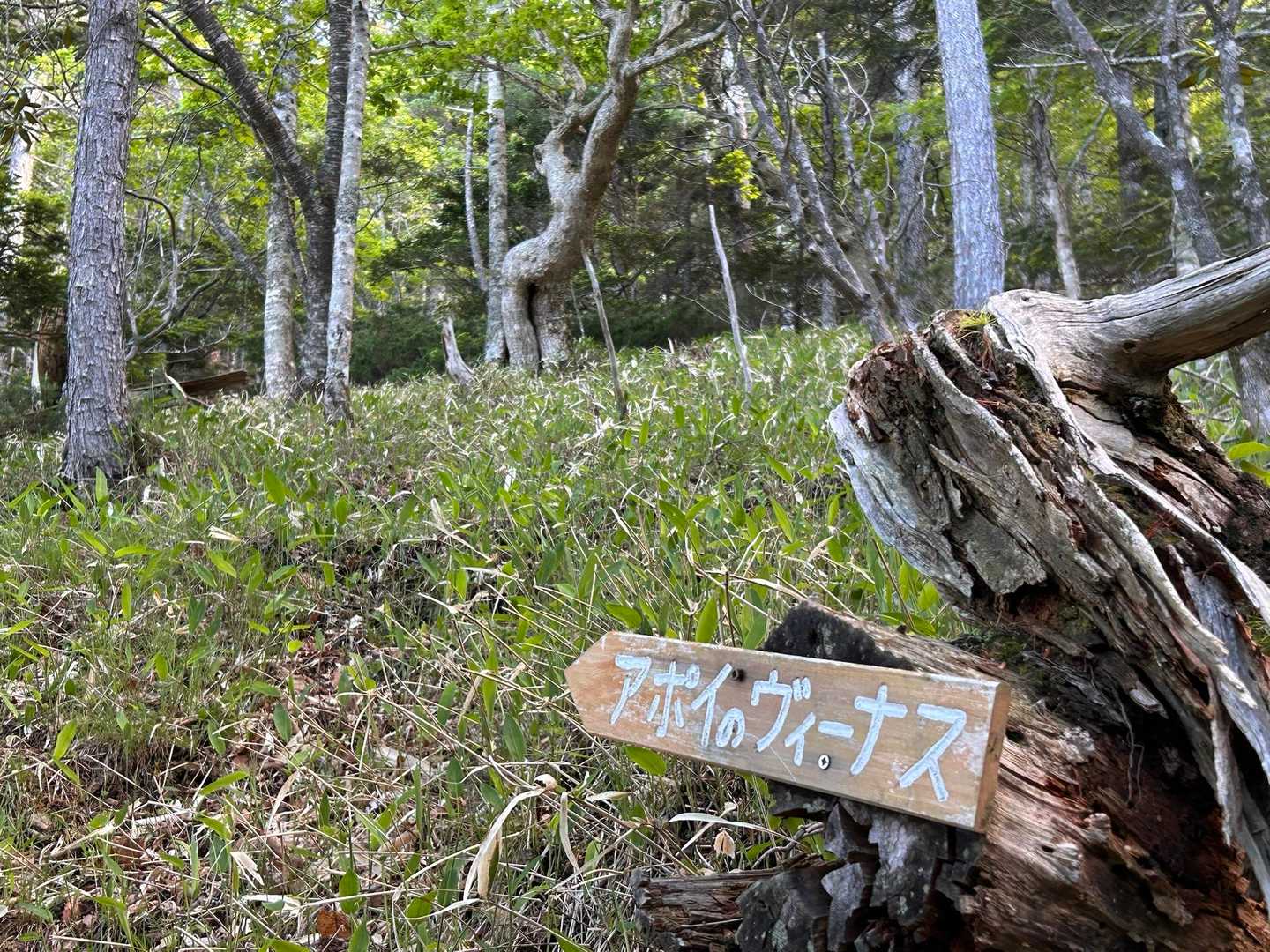 アポイのヴィーナス
よく見る自然モニュメント