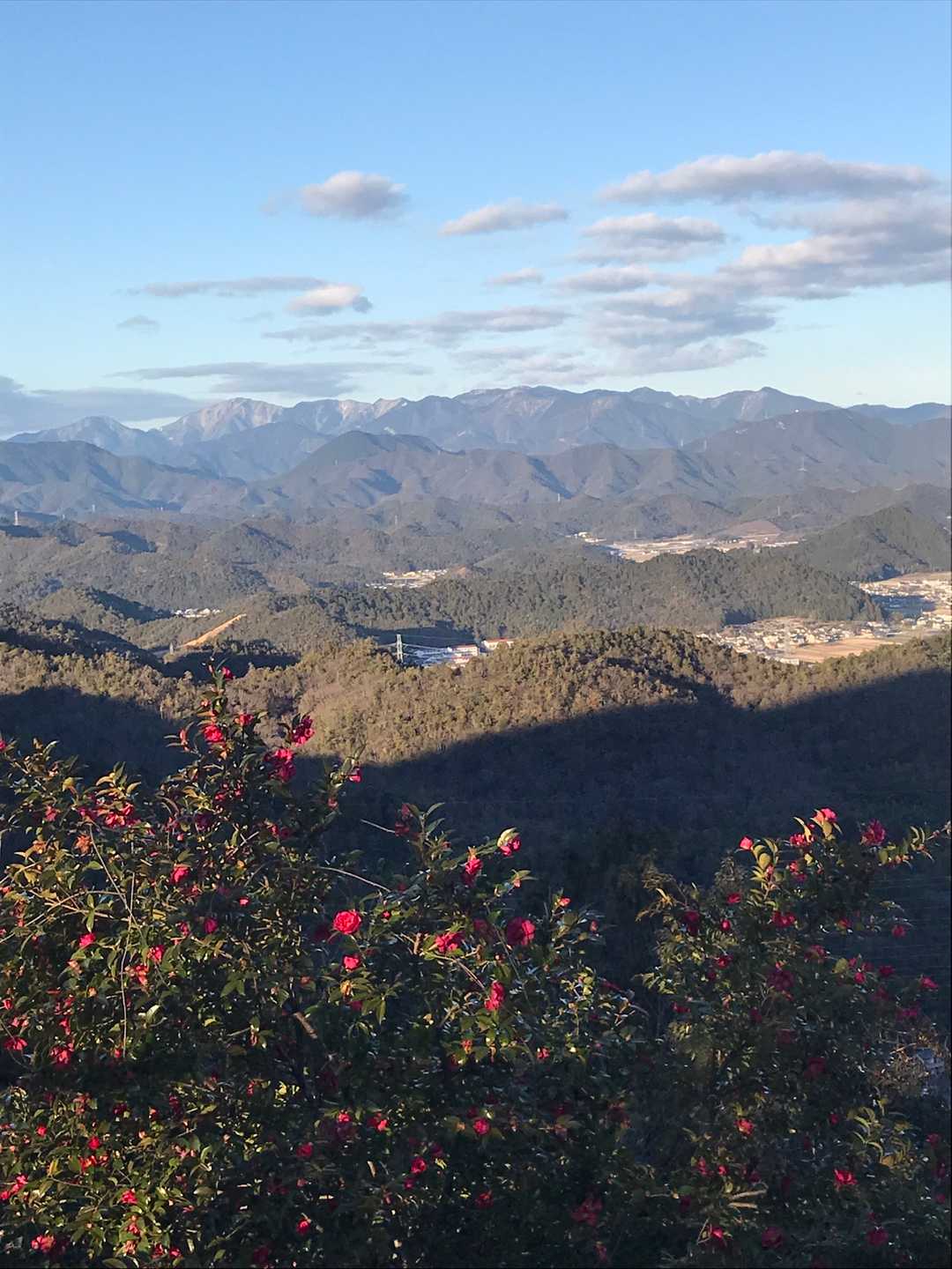 サザンカが夕陽☀️に照らされ
綺麗^_^😃
