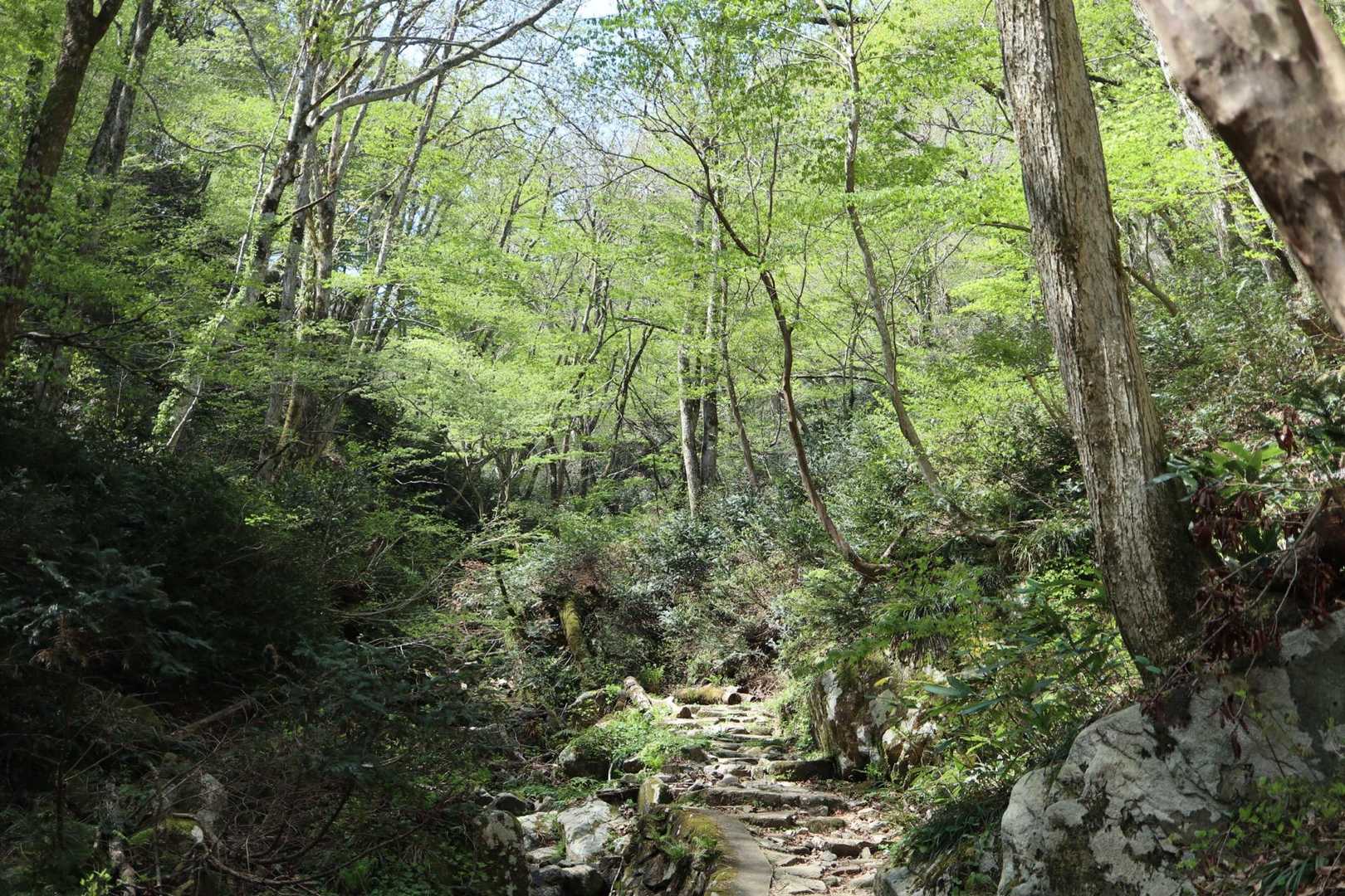 鳥上滝コース登山口-船通山 往復コースの写真