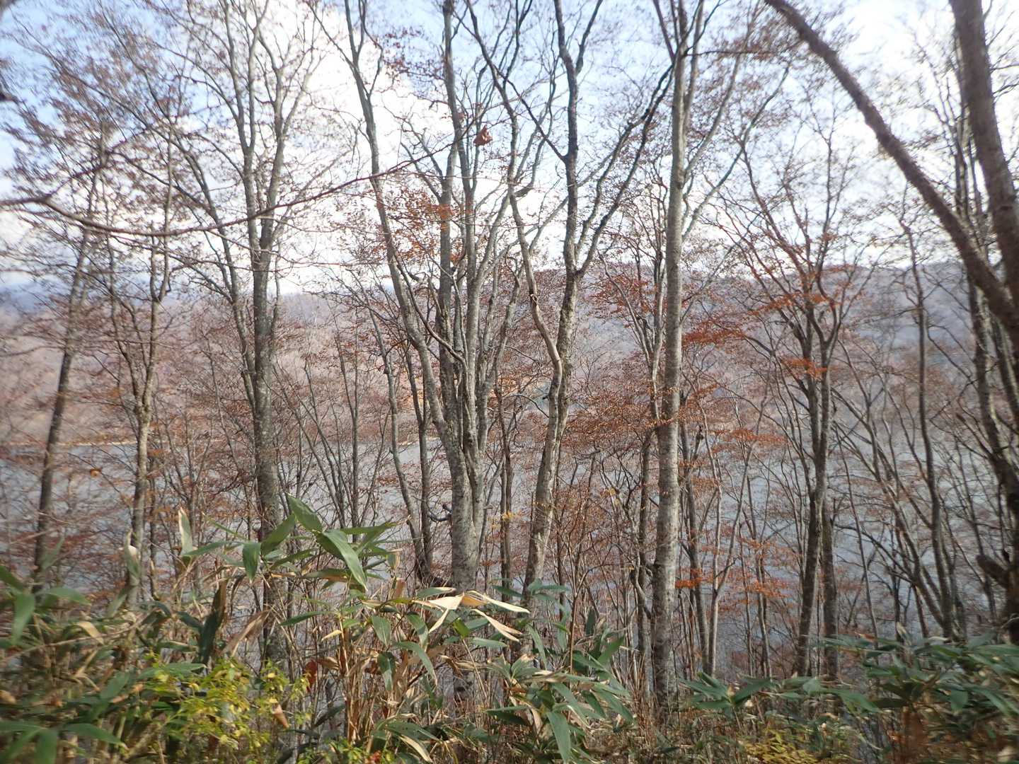 落葉したスレンダーなブナの向こうに桧原湖、葉をつけている時は見えませんでした