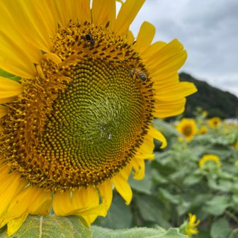 みつばちハッチ