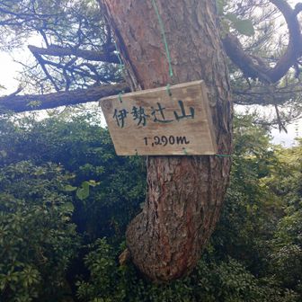 この辺は藪多め