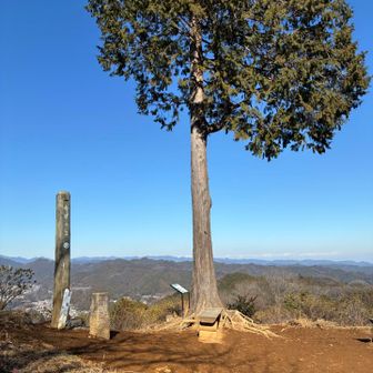 再び樹林帯に入り階段を登った先に