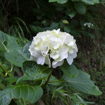 神呪寺に下山。
登山道に幹を張り出して咲いているのは、去年は晩秋まで咲いていた四季咲き紫陽花だと思う。
今は真っ白な花弁だけど、秋には薄緑のアンティークカラーになる...はず。
