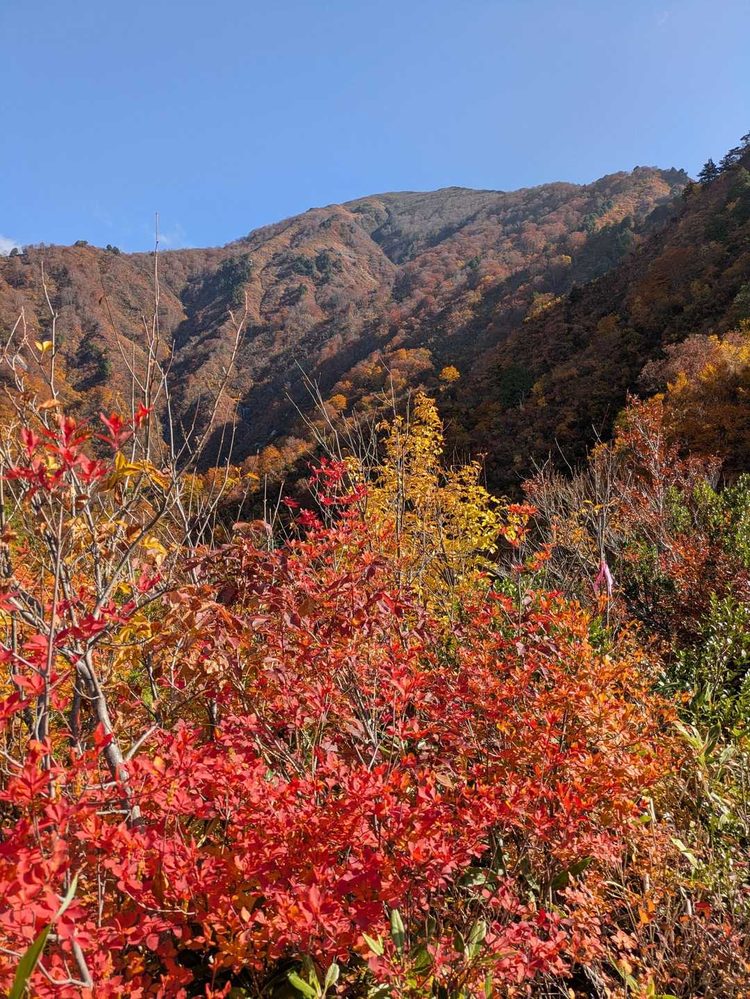 突き抜ける青空です🔵ドウダンツツジと割引山🍁💯💃👏
