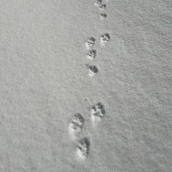 🏂　UNIT STROLLER ⛰️