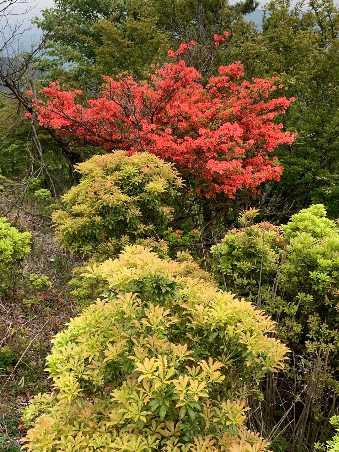 尼ヶ岳 往復コースの写真