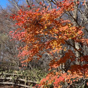 身を乗り出すもみじ