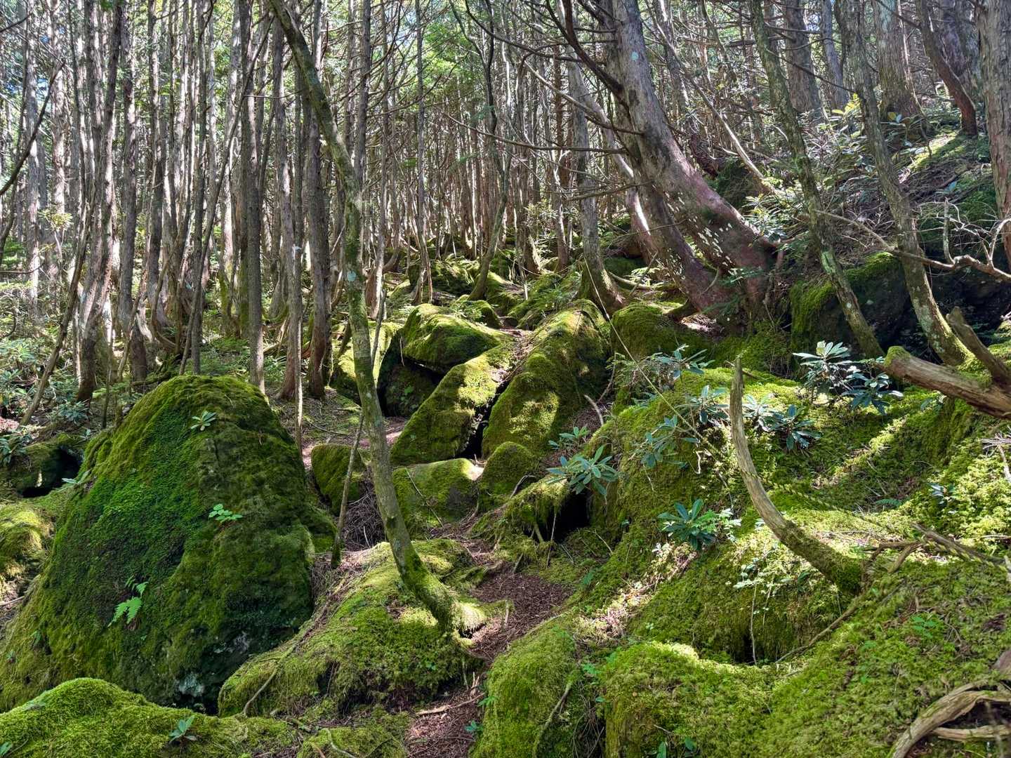 苔も見事で八ヶ岳みたいな雰囲気🌱
