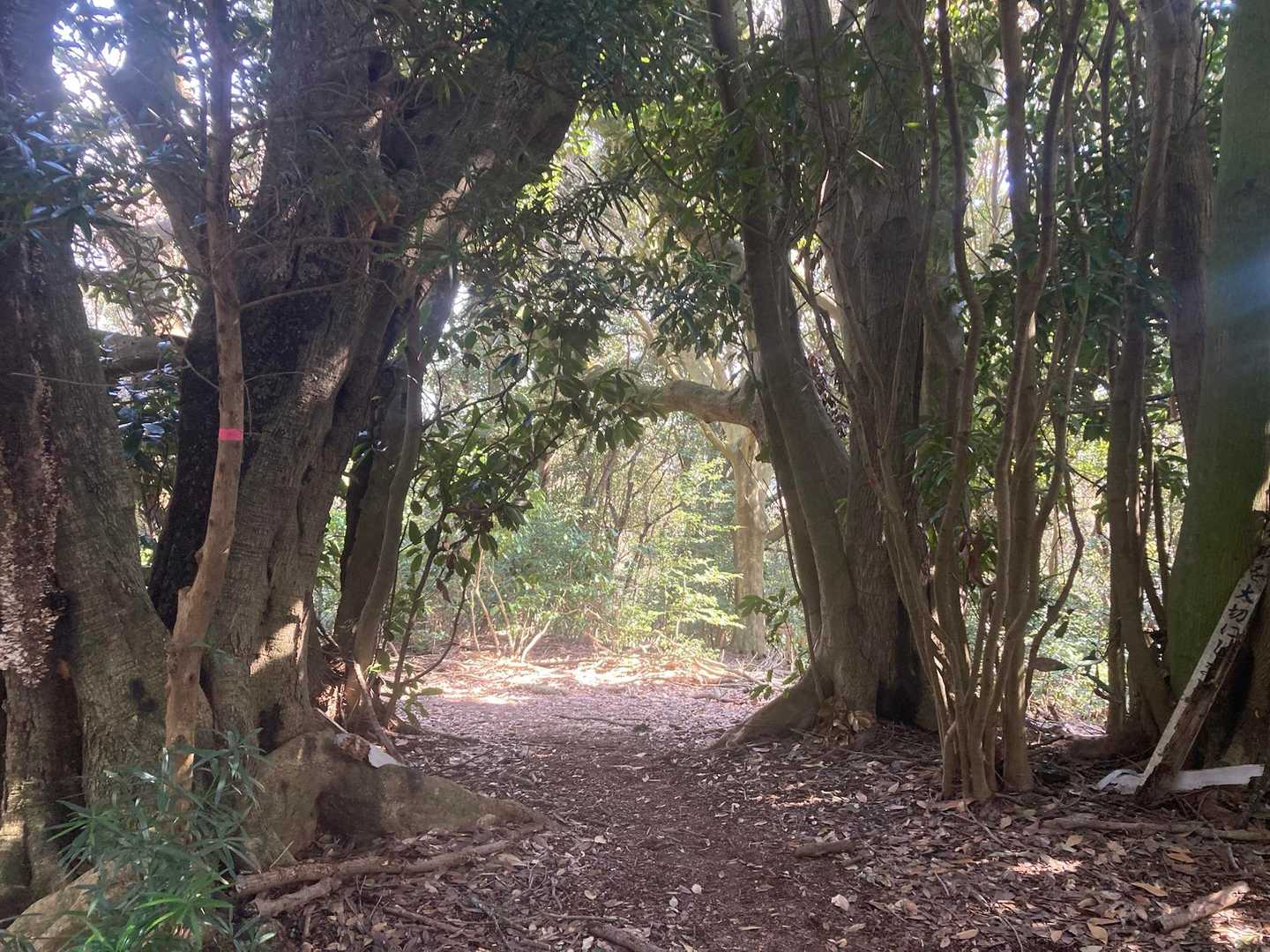 大黒様-御殿山-鷹取山-宝篋塔山 往復コースの写真