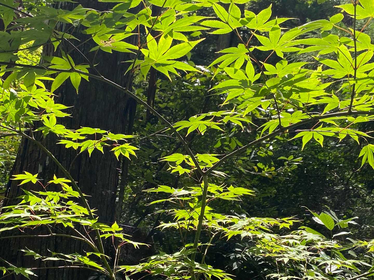 瀧安寺-石子詰登山口-箕面山 往復コースの写真