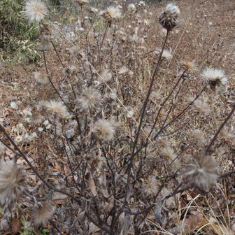 鈴2つぶら下げて歩いてたけど、本気こいて写真撮ってると鈴はなってない事に気づく。
こわーーー