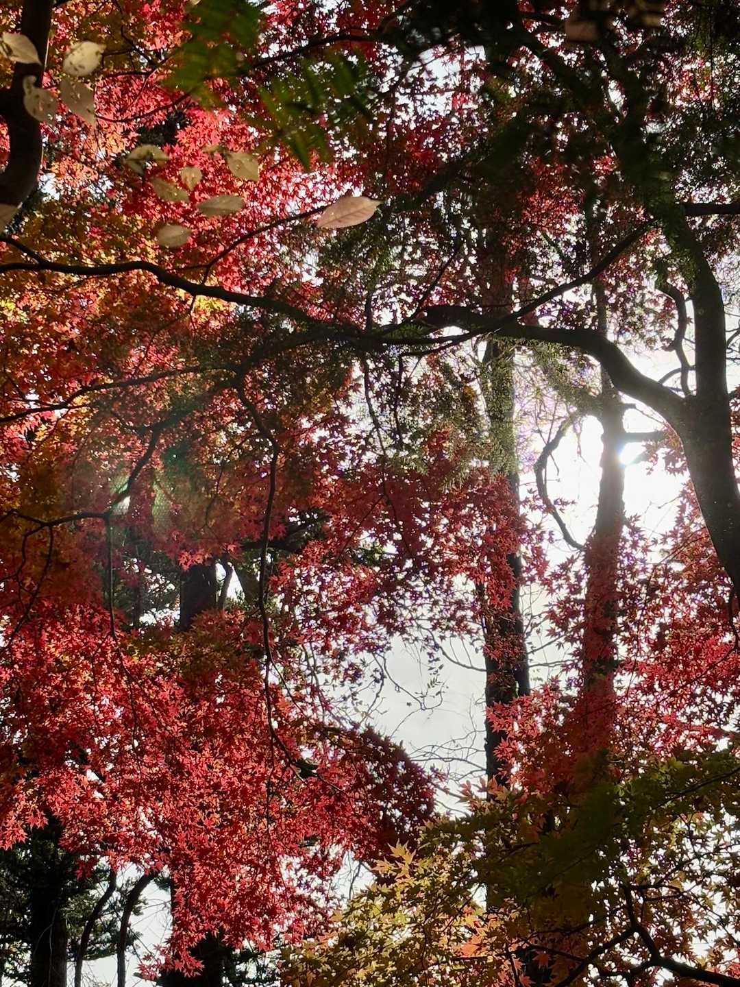 急な下りで立ち止まり見上げると🍁