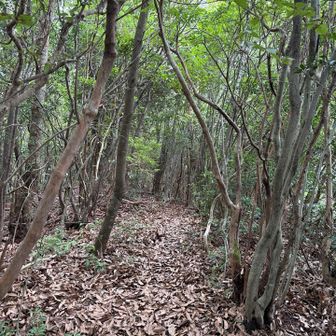 尾根道は歩きやすい道も多少ありました