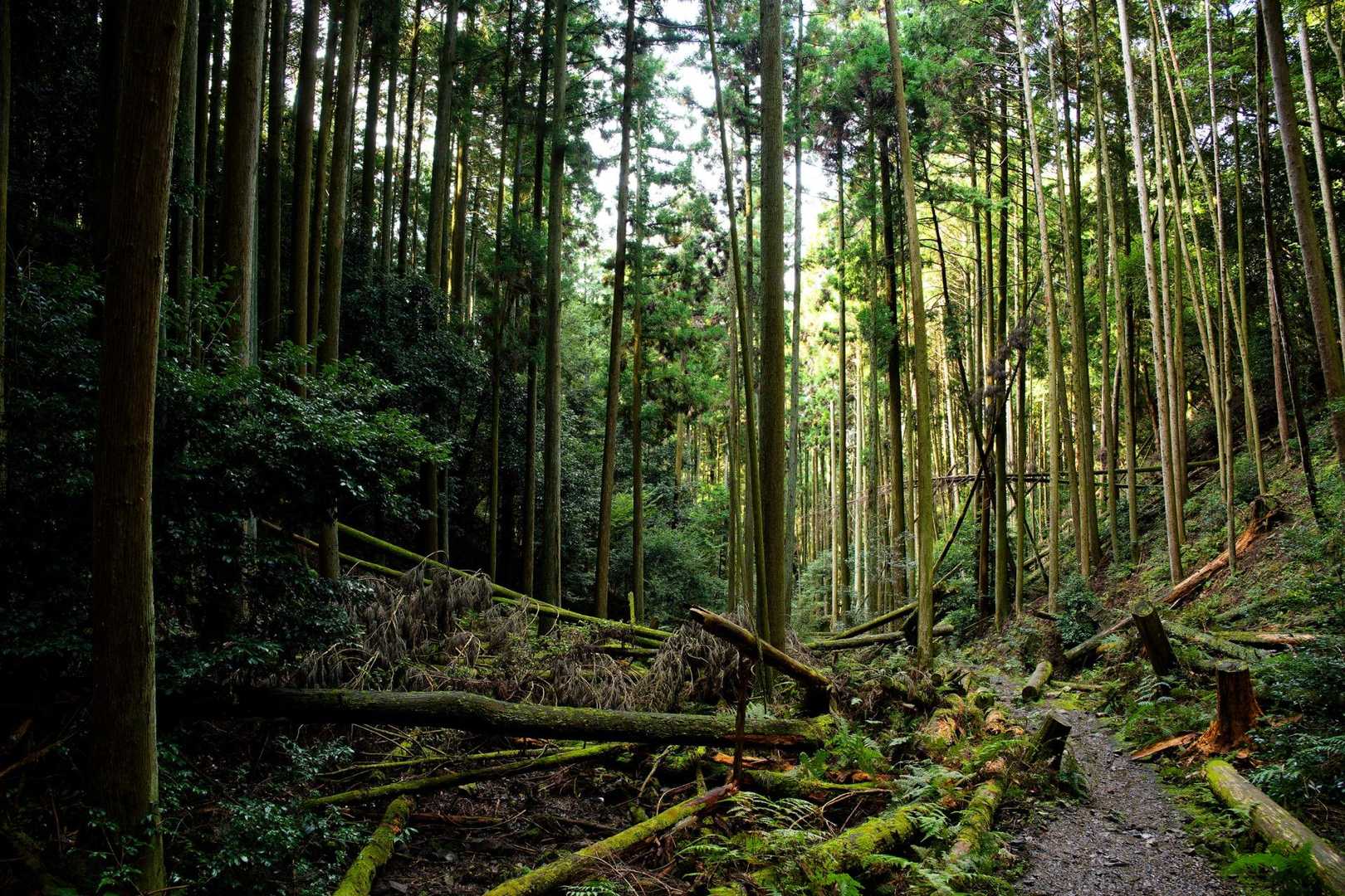 大文字山｜京都・夏の風物詩の舞台をめぐる山歩道から市街を一望の写真