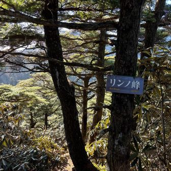 途中、グレーピークのリンノ峰に寄り道。
ここは道なき道を急登と石楠花の固い枝がいく手を阻んで辿り着くの大変💦
下山も大変💦🤣