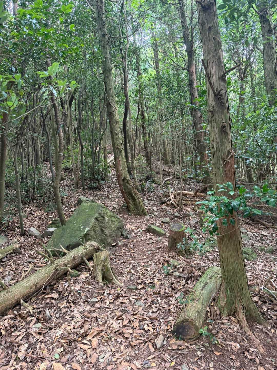 尾根道は山頂まで緩やかで歩き易い。